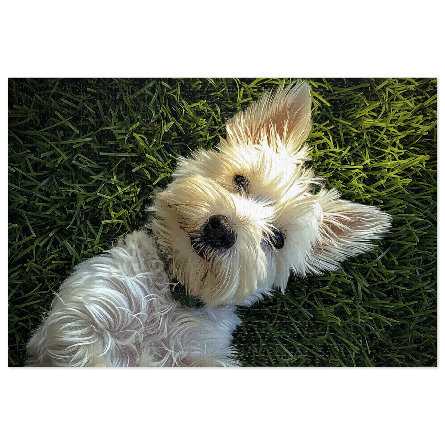 Westie Puppy Rolling in the Grass Jigsaw Puzzle (30, 110, 252, 500,1000-Piece)